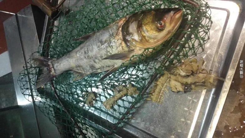 疑商家缺斤短兩，情侶“魚骨拼圖”維權(quán)|餐飲界