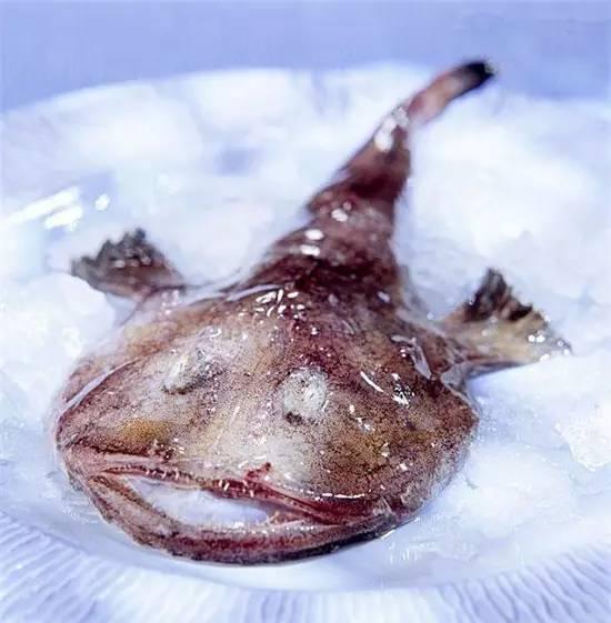 知識庫｜奇丑卻極美味的魚，餐廳趕緊上新菜！