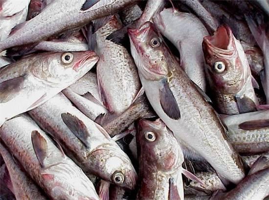 知識庫｜這種魚可以一魚36吃，你餐廳還不上菜？|餐飲界