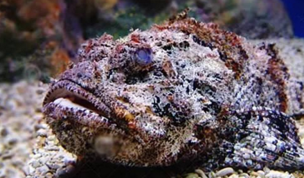 知識(shí)庫(kù)｜如何處理、烹飪世界最毒的海魚(yú)？