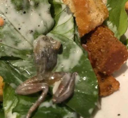 惡心！她餐廳吃飯竟吃出整只死青蛙