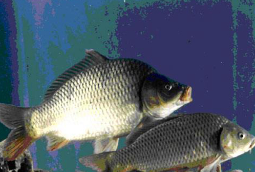 “中國制造”的轉基因鯉魚：冠鯉已經“枕戈待旦”了