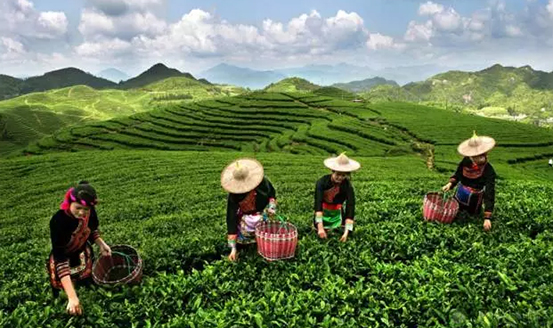 皇茶、喜茶之后，茶飲界又冒出一“黑馬”烏龍煎