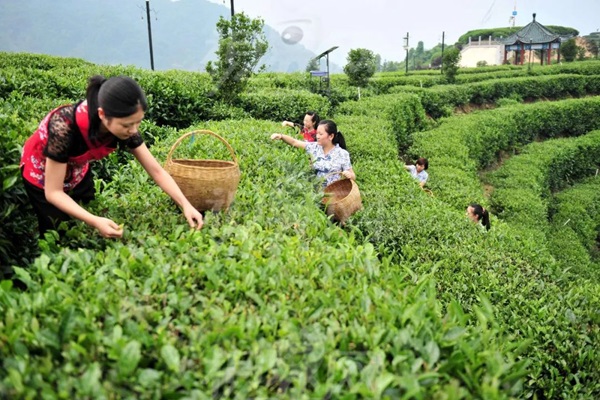 比肩星巴克？新中式茶飲的下半場得好好抓抓供應(yīng)鏈管理這門課了