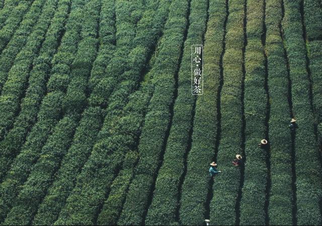 如何掘金500億新茶飲市場(chǎng)，打造一杯有故事的黑龍茶？