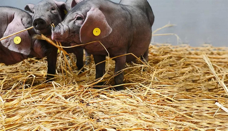網(wǎng)紅味央豬尋找全球廚房合伙人：我有肉，你有廚房嗎？ | 熱點