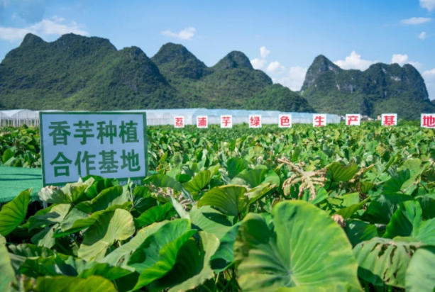 在檳榔芋優(yōu)質(zhì)產(chǎn)區(qū)共建種植基地，喜茶持續(xù)推動新茶飲供應鏈專業(yè)化發(fā)展|餐飲界