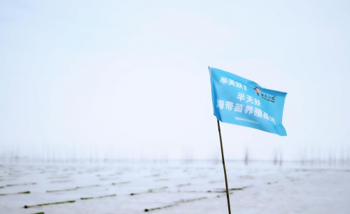 霞浦海帶苗豐收季：半天妖助力產(chǎn)業(yè)騰飛，守護“舌尖上的鮮嫩”