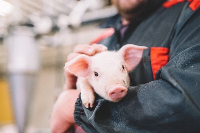 芬蘭無抗生素肉品專家Atria阿特睿教你挑肉小妙招：買肉不能只看肉質，還要看動物福利標準