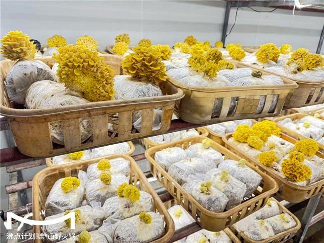 沸點計劃發(fā)布“山海供應鏈”戰(zhàn)略：投建十大生態(tài)基地，護航萬店擴張